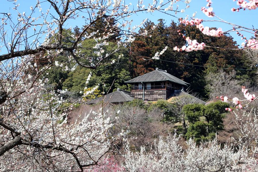 梅まつり_偕楽園